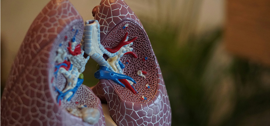 model of human lungs